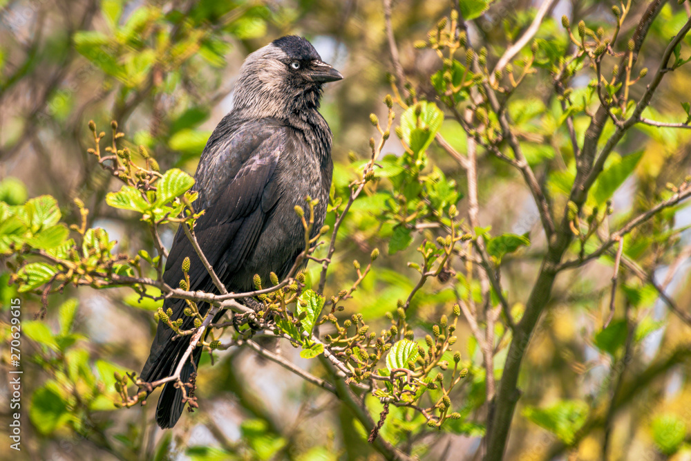 The Jackdaw is a small, black crow with a distinctive silvery sheen to the back of its head The Jackdaw is a small, black crow with a distinctive silvery sheen to the back of its head