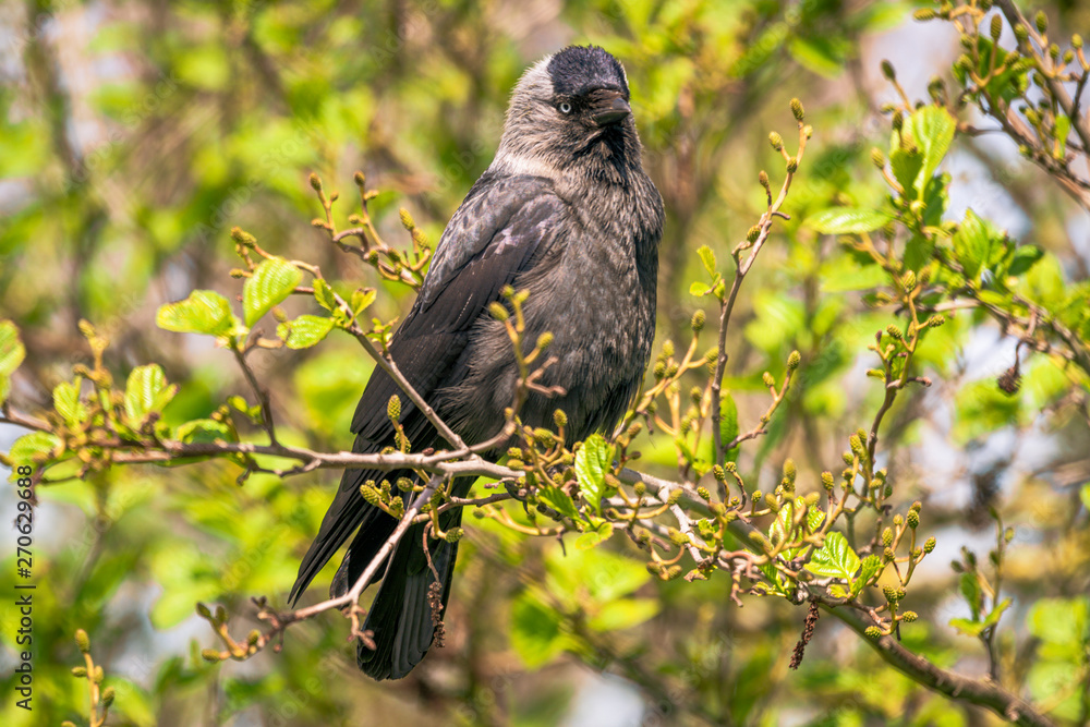 Fototapeta premium The Jackdaw stare