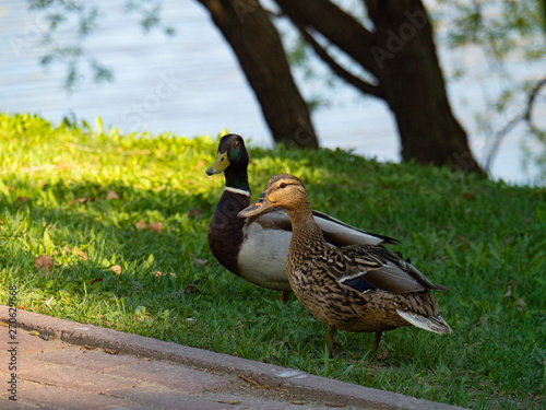 Two ducks walk in the city Park, Drake and duck.