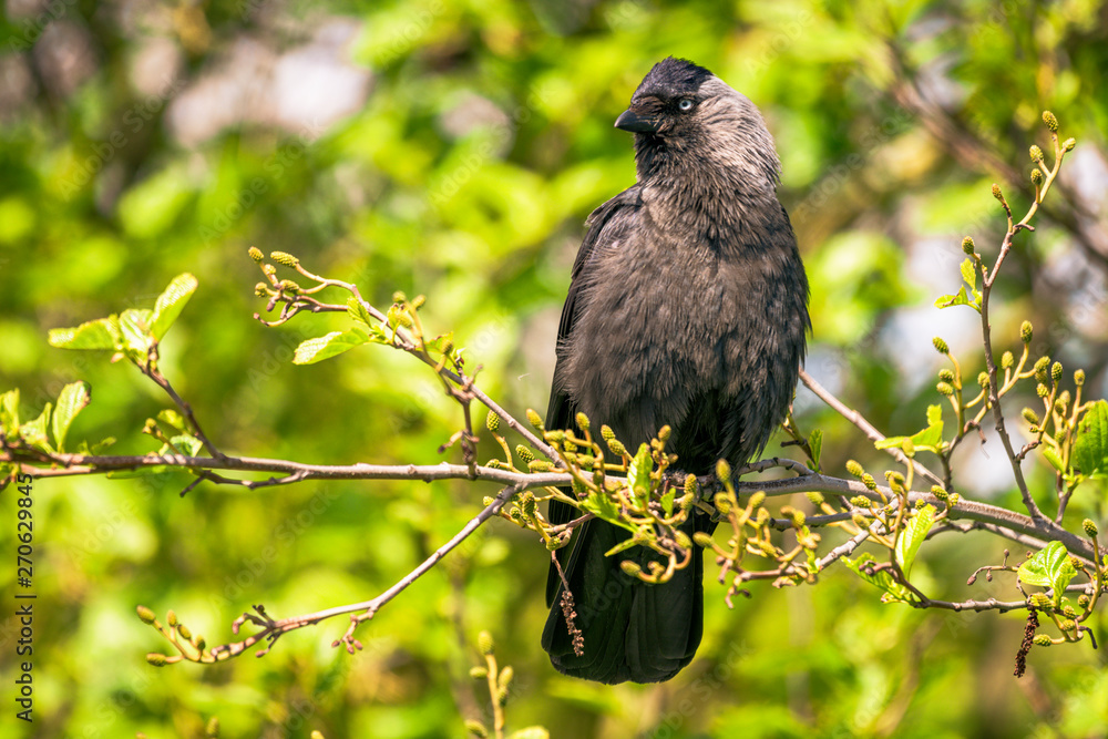 The Jackdaw watching