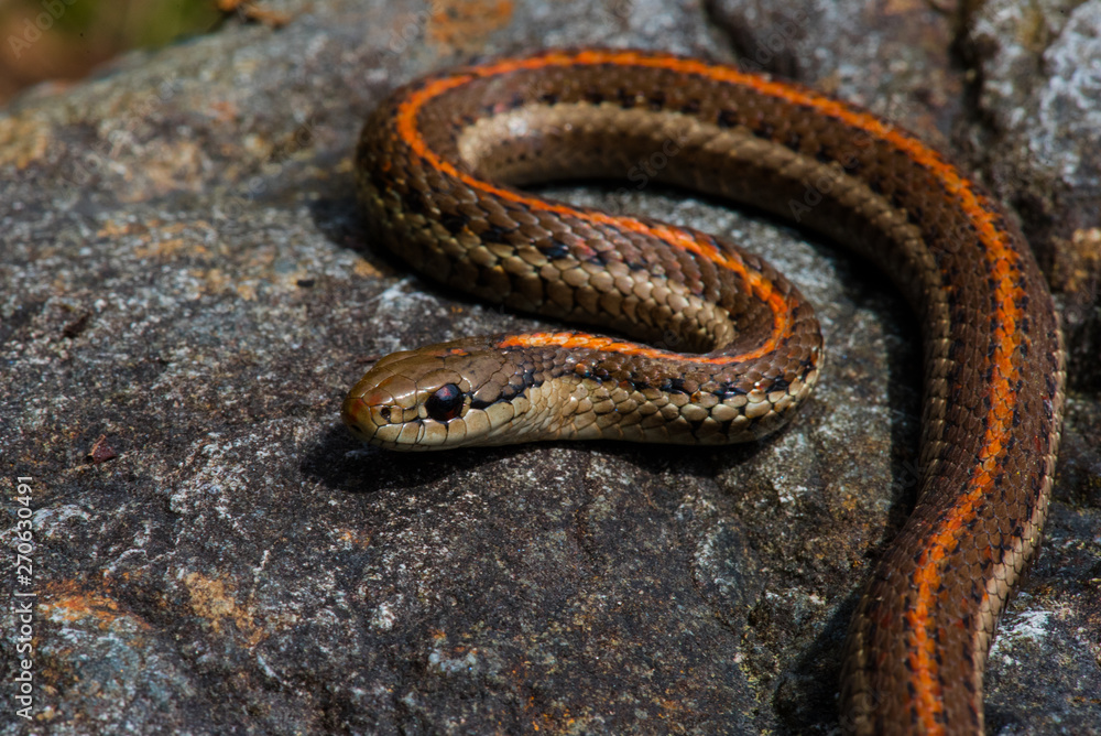 Snake closeup with sharp background Snake closeup with sharp background