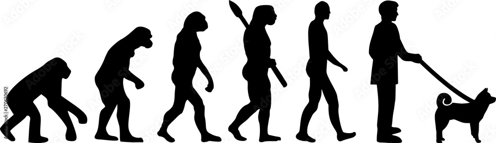 Akita silhouette evolution