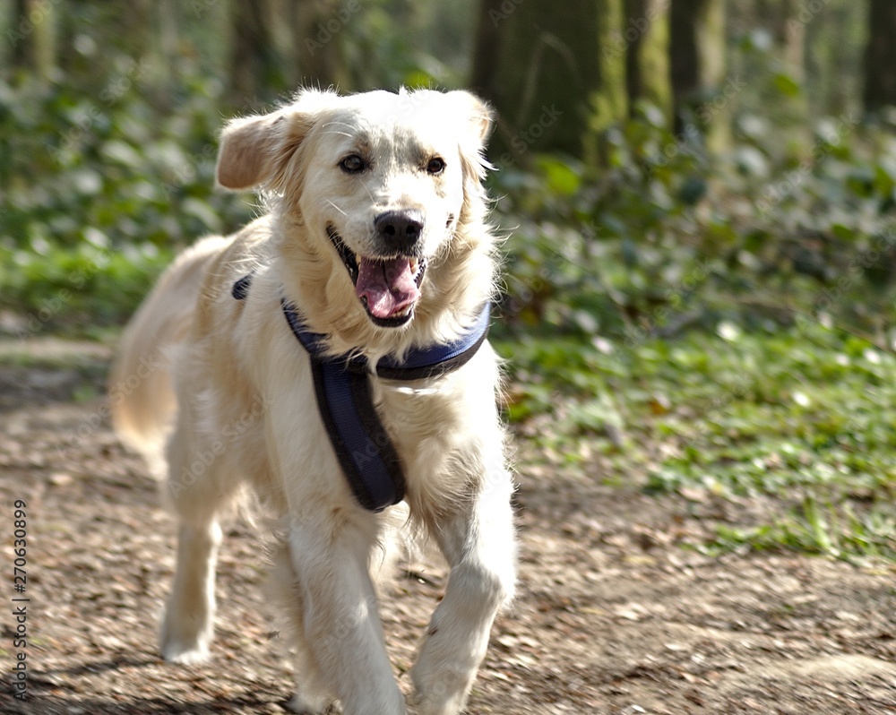golden retriever golden retriever
