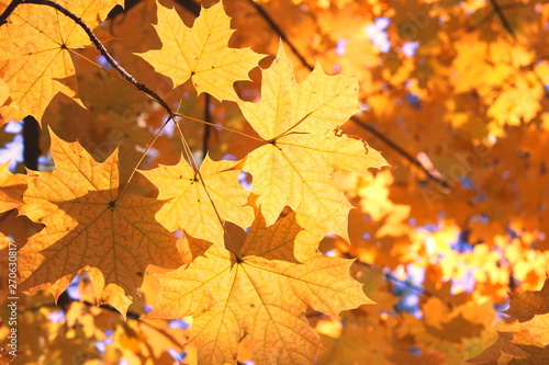 Bright yellow maple leaves close-up in autumn forest against backlight of sun