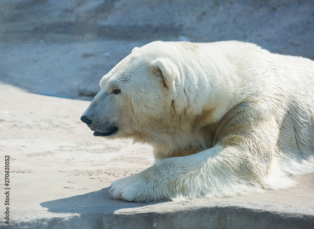 Polar bear. Polar bear is a typical inhabitant of the Arctic. The polar bear is the largest member of the entire Carnivora. Polar bear. Polar bear is a typical inhabitant of the Arctic. The polar bear is the largest member of the entire Carnivora.