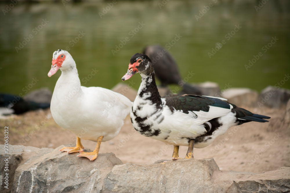 El duo de patos