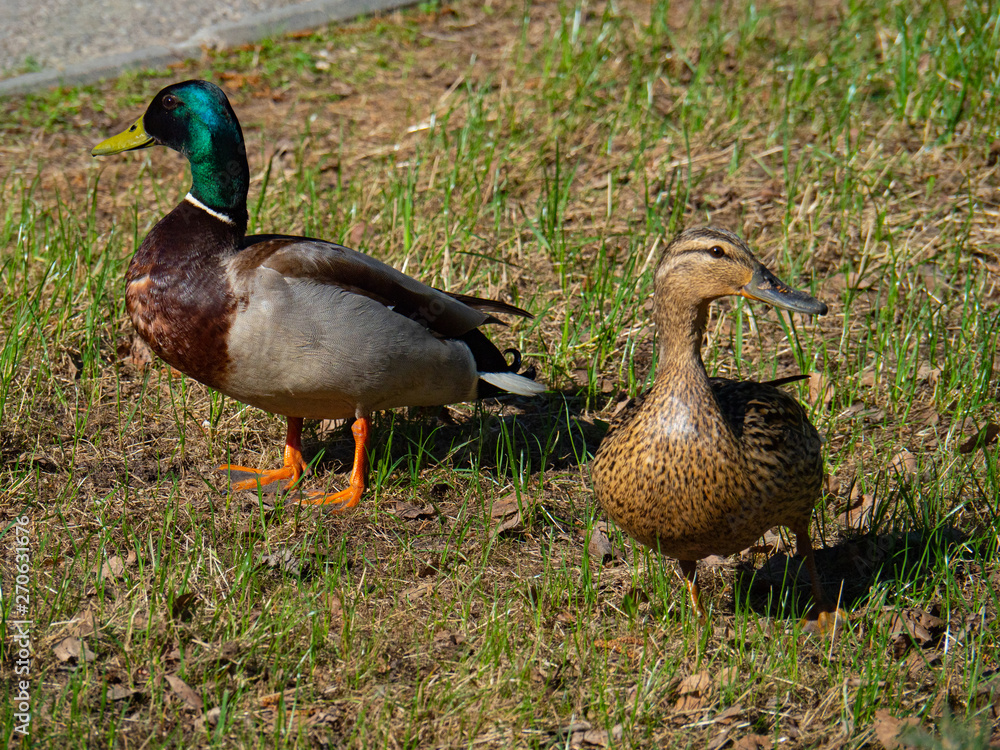 Two ducks walk in the city Park, Drake and duck. Two ducks walk in the city Park, Drake and duck.