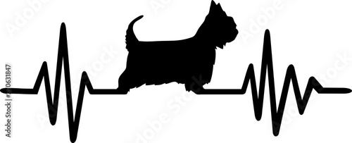 Australian Silky Terrier heartbeat frequence photo