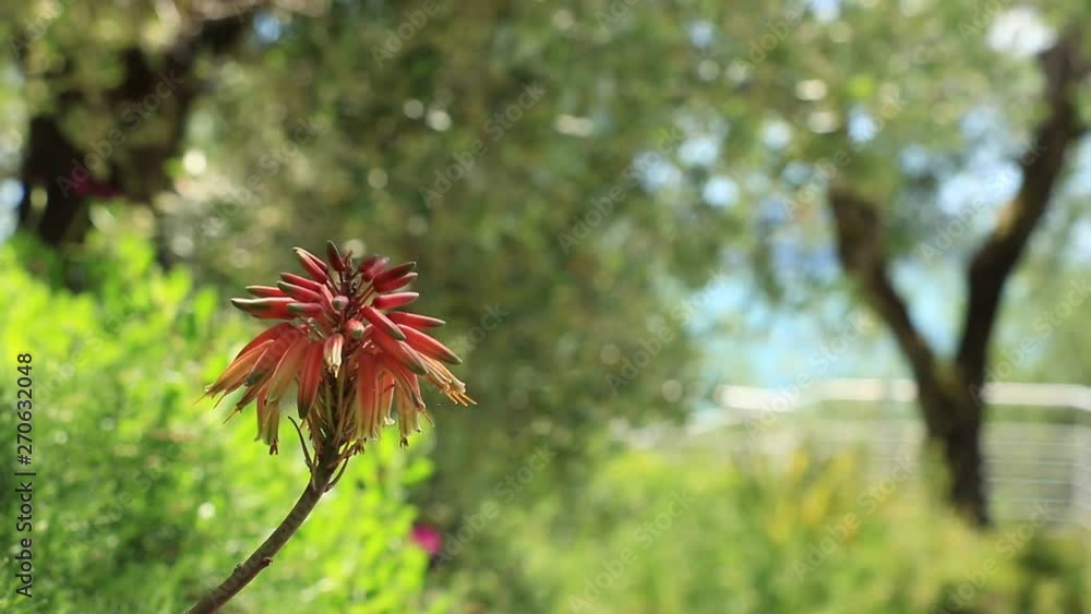 Aloe flower (Aloe arborescens / Aloe Vera) in a Mediterranean garden. Aloe Vera is known for its therapeutic properties. The wind makes the flower move. Aloe flower (Aloe arborescens / Aloe Vera) in a Mediterranean garden. Aloe Vera is known for its therapeutic properties. The wind makes the flower move.