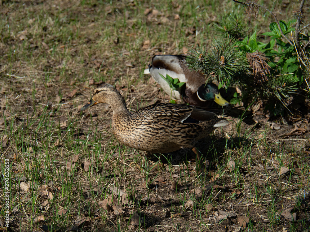 Two ducks walk in the city Park, Drake and duck. Two ducks walk in the city Park, Drake and duck.