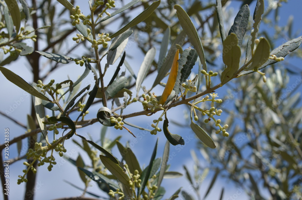 Olive buds on the young tree branch Olive buds on the young tree branch