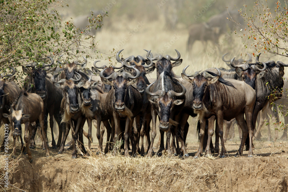 The great migration: wildebeests crossing the Mara river, Masai Mara, Kenya The great migration: wildebeests crossing the Mara river, Masai Mara, Kenya