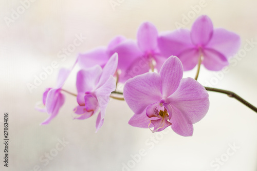 Pink flower background. Orchid branch blooming. Phalaenopsis hybrid orchid pink fower. Houseplants blooming. Tropical plants concept.