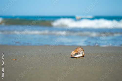 Beautiful sandy beach with seashell and blur ocean background summer concept. Blue water, white waves, sunlight. Free space for your text.