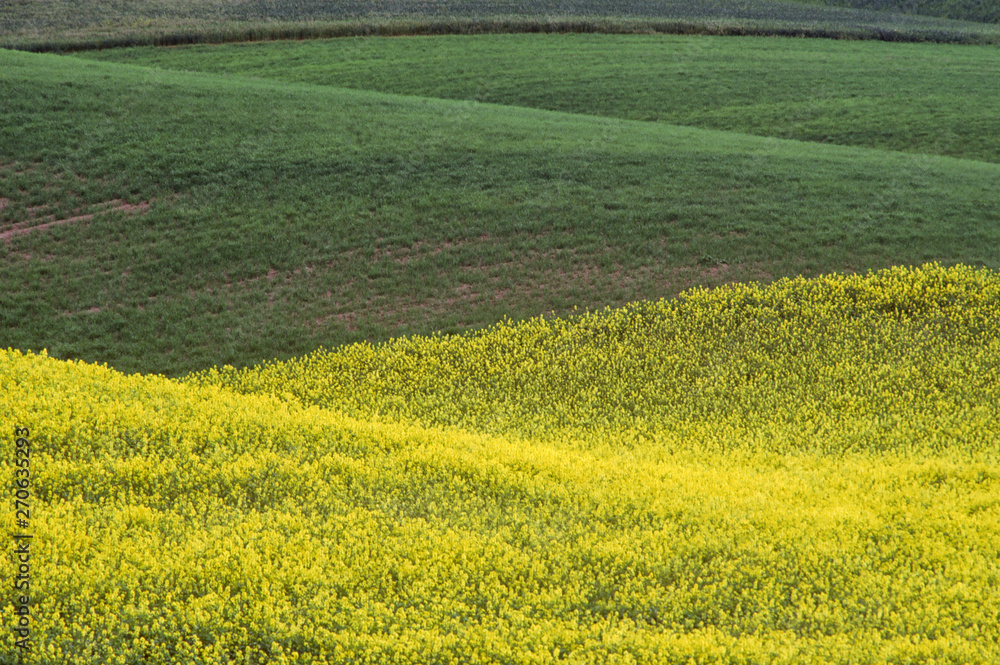 Rapeseed (Brassica napus) or canola field (Sinapis alba) in the Palouse Prairie in eastern Washington State in early summer. Rapeseed (Brassica napus) or canola field (Sinapis alba) in the Palouse Prairie in eastern Washington State in early summer.