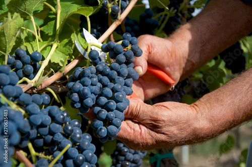Details of grape harvest