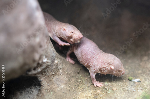 naked mole rat in a terrarium