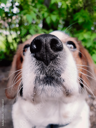 portrait of a dog photo