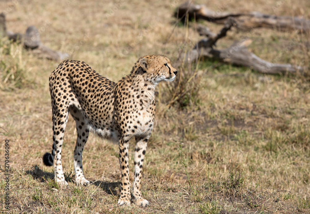 Closeup of a cheetah in the Savannah, Kenya Closeup of a cheetah in the Savannah, Kenya