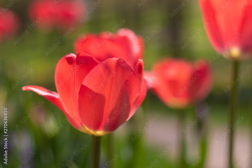 Spring flowers red tulips. beautiful red flowers.