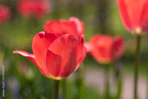 Spring flowers red tulips. beautiful red flowers.