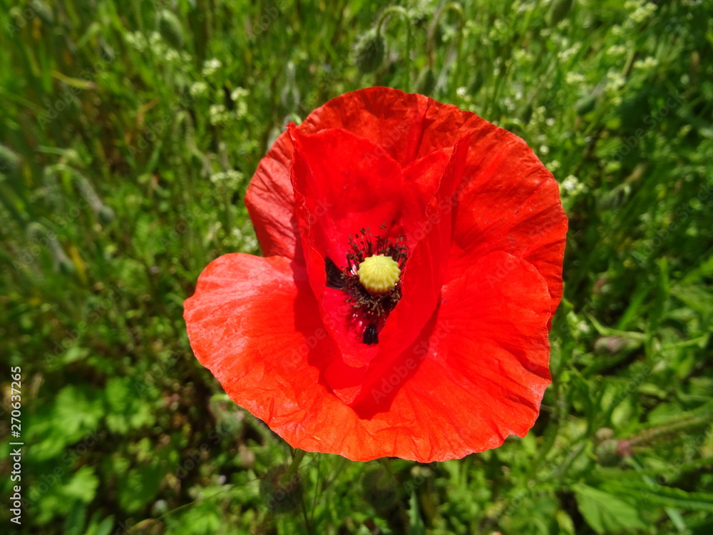 Fototapeta premium rote mohnblume im weizenfeld