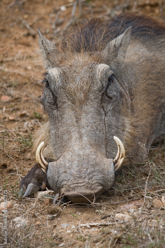 A resting warthog in Kruger National Park A resting warthog in Kruger National Park