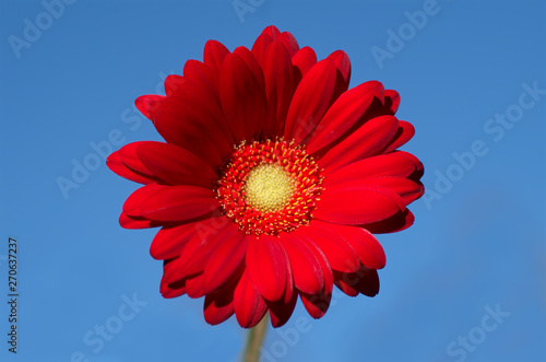 Red Gerbera flower against blue sky.