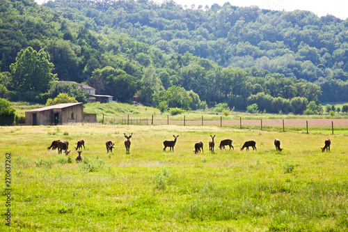 Herd of deer in Provence