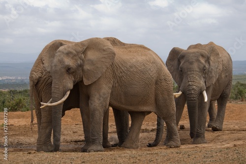 Herd of elephants near a waterhole