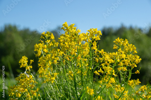 wild yellow flowers growing on a field in the countryside on a sunny spring day against the blue sky