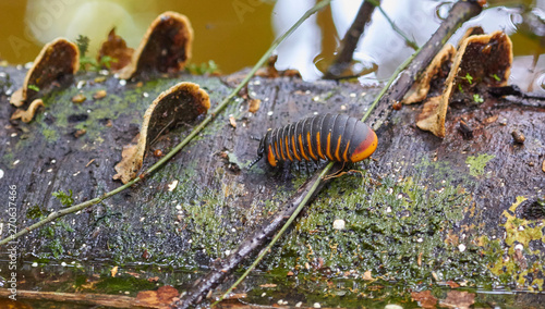 A black and orange beetle on a bark of a tree