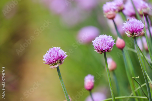 Chive herb blooming in spring time  agriculture field