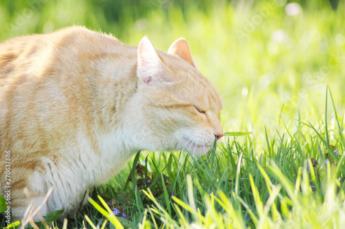 Ginger cat smelling green and fresh spring grass photo