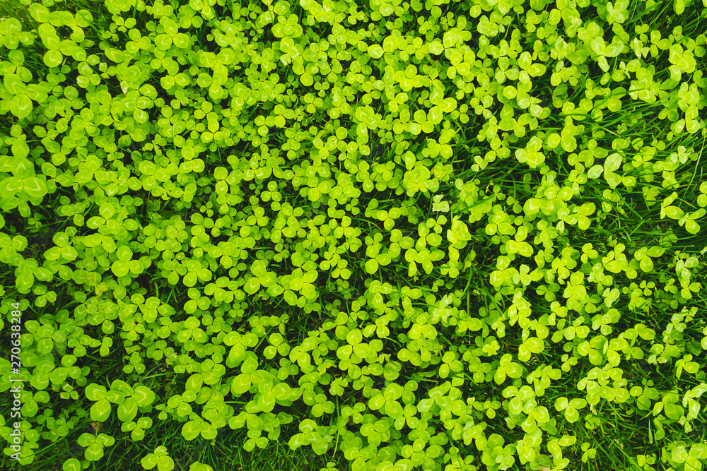 Natural and fresh clover field in spring – Abstract background with bright green shades of lush vegetation – Beautiful plants with small leaves that symbolize luck Natural and fresh clover field in spring – Abstract background with bright green shades of lush vegetation – Beautiful plants with small leaves that symbolize luck