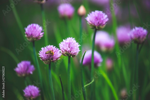 Chive herb blooming in spring time, agriculture field