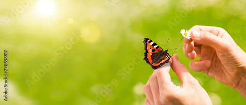 Gänseblümchen in den Händen vor grünem Hintergrund