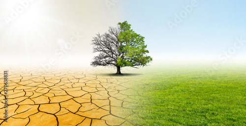 Baum in einer Landschaft mit Wüste und Wiese zeigt Verbesserung des Klimas
