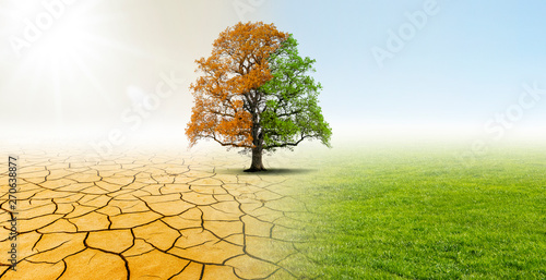Baum in einer Landschaft mit Wüste und Wiese zeigt Verbesserung des Klimas photo