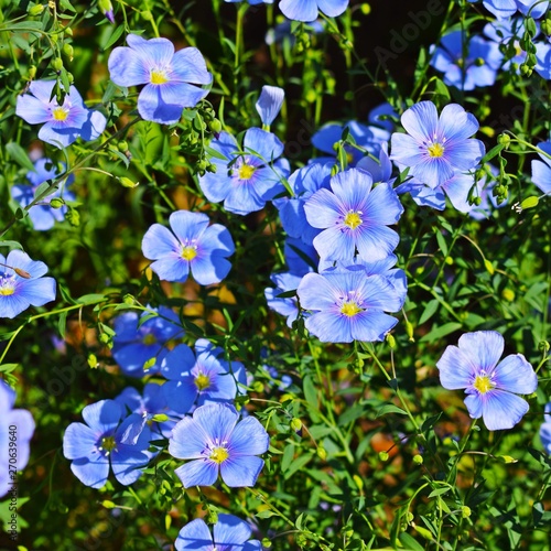 Beautiful blue flowers on the flower bed in the garden.