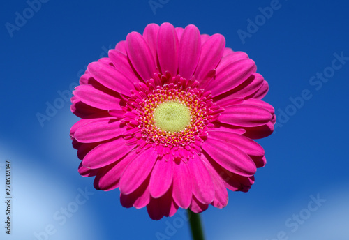 Pink gerbera against sky.