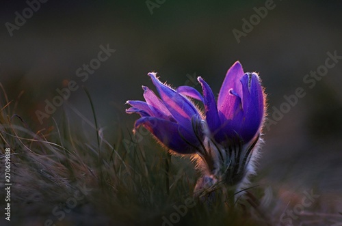 Wallpaper Mural Pasque Flower at Dusk Torontodigital.ca
