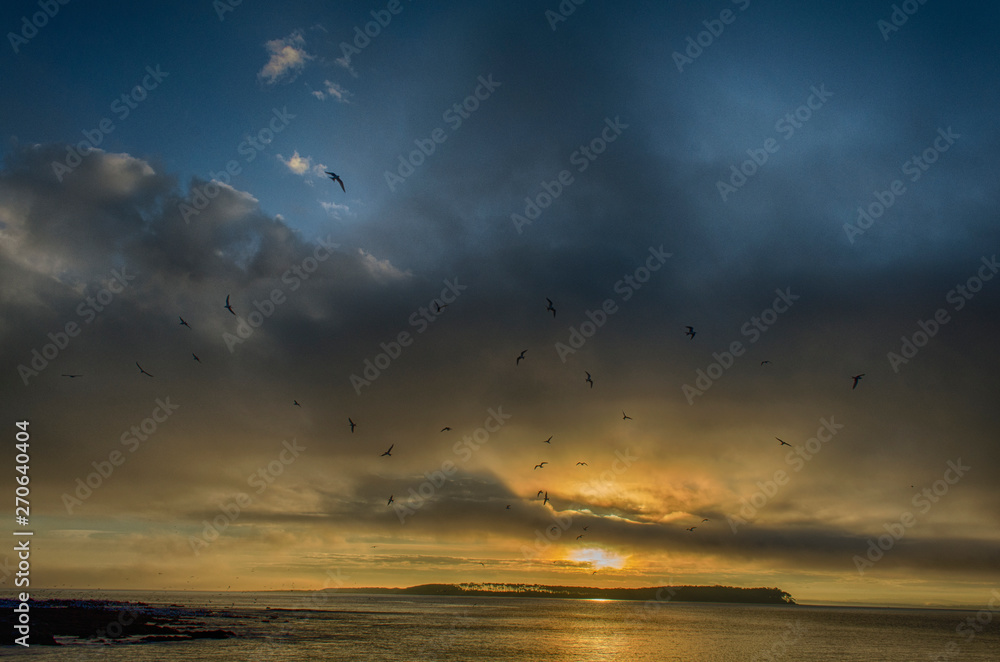 Naklejka premium Dark Birds - Seagulls Sunset Punta del Este Gorriti Island