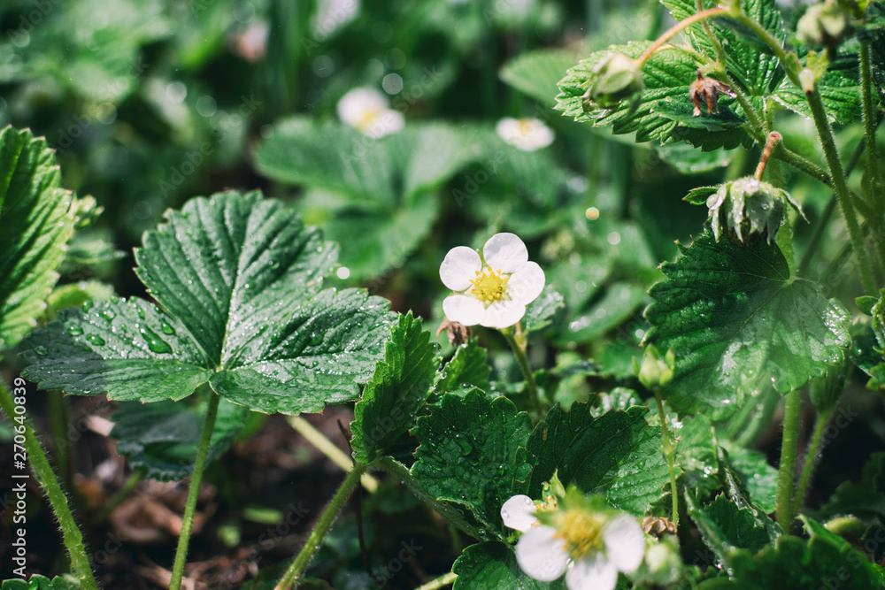 Flowering bush of wild strawberries with leaves. Wild strawberry blooms in spring. Strawberry leaves for brewing in tea. White flowers are yellow stamens strawberry Flowering bush of wild strawberries with leaves. Wild strawberry blooms in spring. Strawberry leaves for brewing in tea. White flowers are yellow stamens strawberry