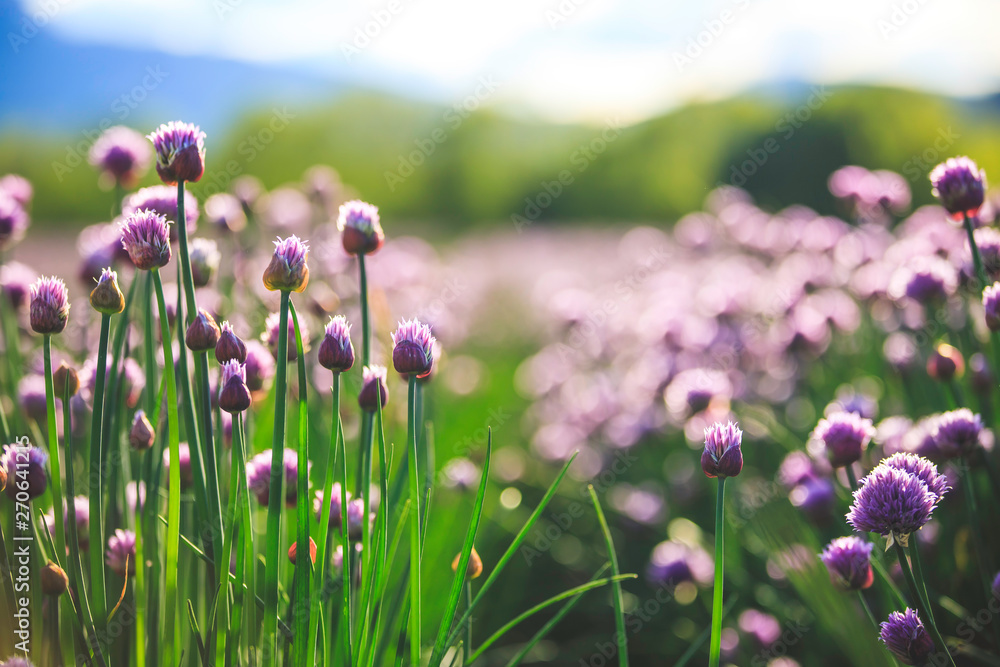 Chive herb blooming in spring time, agriculture field Chive herb blooming in spring time, agriculture field