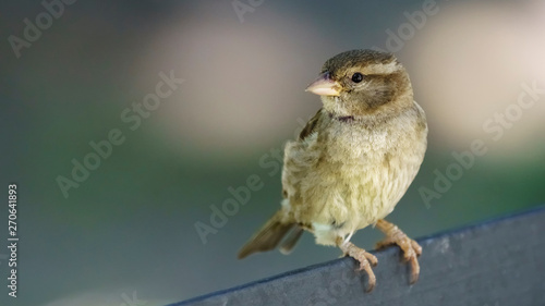 Female Spanish Sparrow Cadiz Spain © Pablo Avanzini