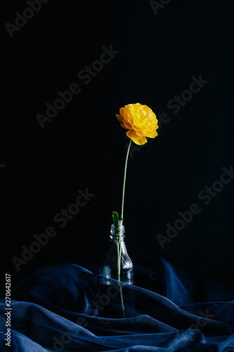 Yellow Ranunculus photo