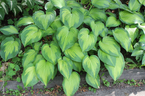 Variegated Hosta in the garden