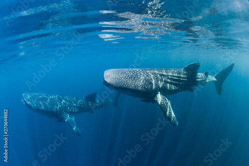 Whalesharks Swimming (varied compositions) photo