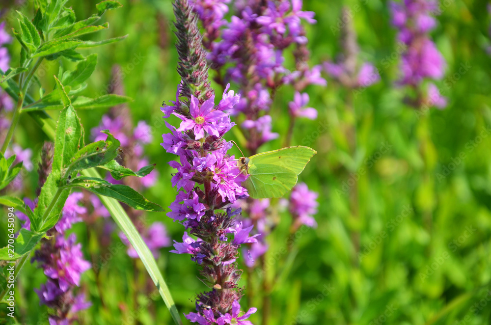 Fototapeta premium purple flowers in the garden